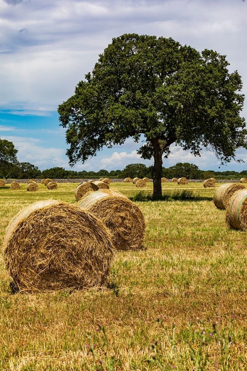 Picture of ITALY-APULIA-METROPOLITAN CITY OF BARI-GIOIA DEL COLLE BALES OF HAY IN A FIELD