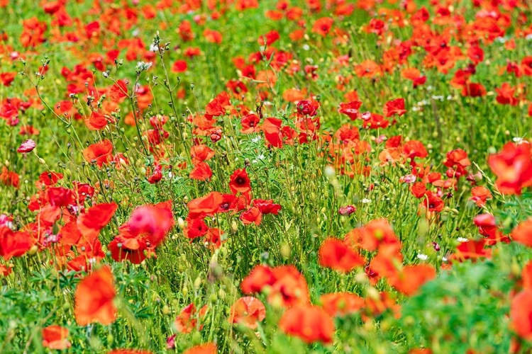 Picture of ITALY-APULIA-METROPOLITAN CITY OF BARI-LOCOROTONDO FIELD OF POPPIES