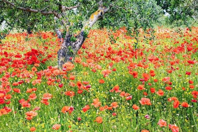 Picture of ITALY-APULIA-PROVINCE OF BARI COUNTRYSIDE WITH POPPIES AND OLIVE TREES