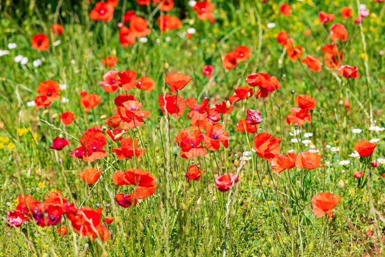 Picture of ITALY-APULIA-PROVINCE OF BARI COUNTRYSIDE WITH POPPIES 