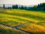 Picture of ITALY-CHIANTI VINEYARD IN AUTUMN IN THE CHIANTI REGION OF TUSCANY