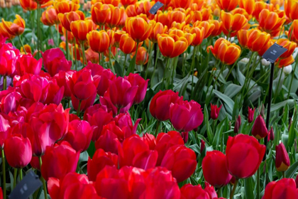 Picture of NETHERLANDS RED TULIPS AT KEUKENHOF GARDENS 