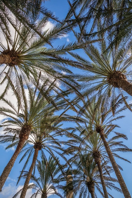 Picture of SPAIN-CANARY ISLANDS-GRAN CANARIA ISLAND-MASPALOMAS-PALM TREE CANOPY