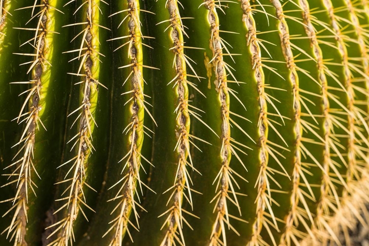 Picture of CANARY ISLANDS-FUERTEVENTURA ISLAND-CALETA DE FUSTE-BEACHFRONT CACTUS