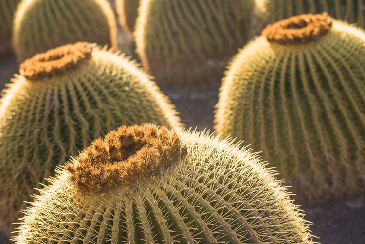 Picture of CANARY ISLANDS-FUERTEVENTURA ISLAND-CALETA DE FUSTE-BEACHFRONT CACTUS