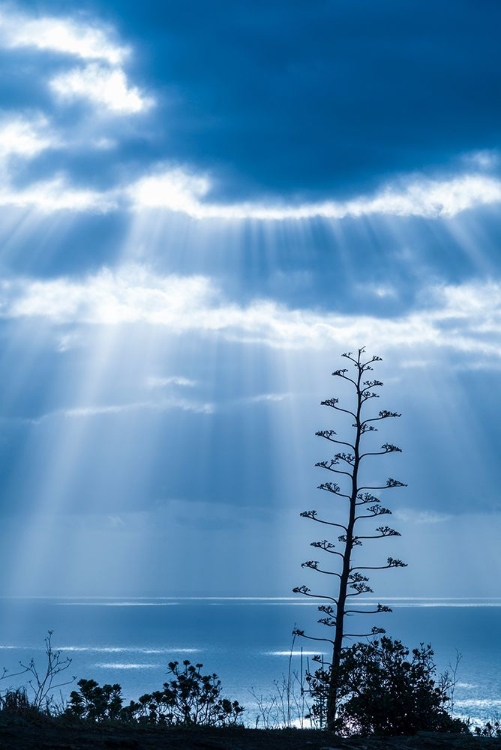 Picture of CANARY ISLANDS-LA PALMA ISLAND-SANTA CRUZ DE LA PALMA-DRAMATIC SKY AND TREE