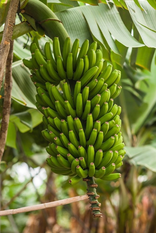 Picture of CANARY ISLANDS-LA PALMA ISLAND-SAN ANDRES-BANANAS