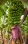 Picture of CANARY ISLANDS-LA PALMA ISLAND-SAN ANDRES-BANANA FLOWER