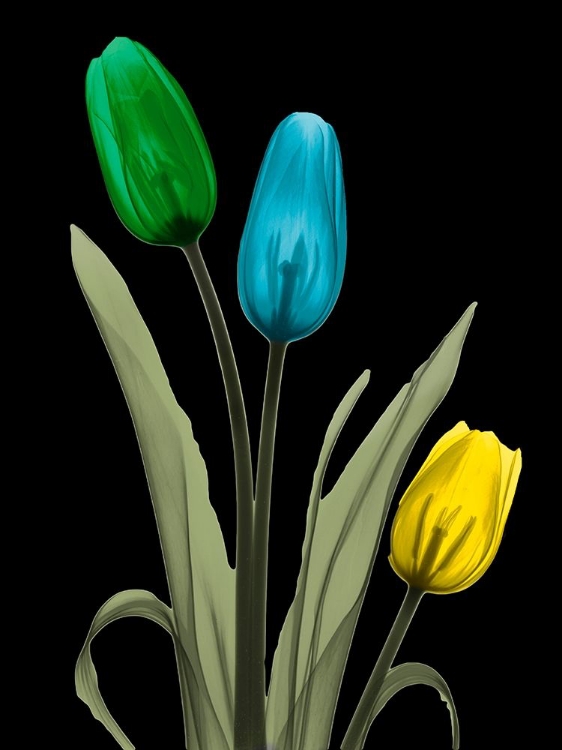 Picture of JEWELED TULIP TRIO 3