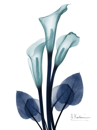 Picture of MIDNIGHT CALLA LILY 1