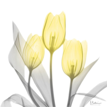 Picture of BRILLIANT TULIPS 1