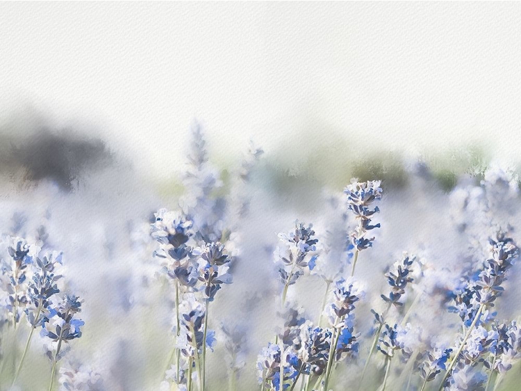 Picture of CLOSE LAVENDER FIELD