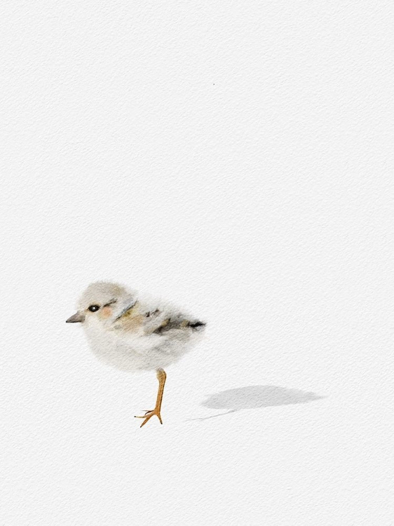 Picture of BABY SHOREBIRD