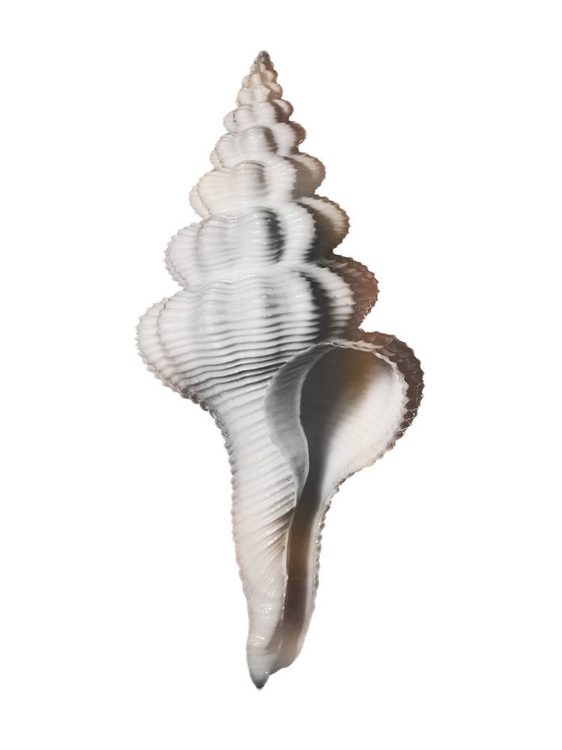 Picture of CALMING SPIRAL SHELL