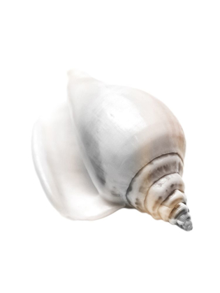 Picture of CALMING NAUTILUS SHELL