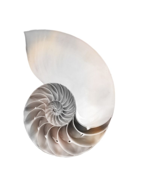 Picture of CALMING SPIRAL SHELL