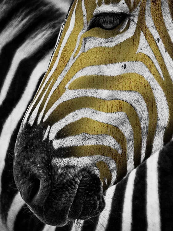 Picture of VIBRANT ZEBRA