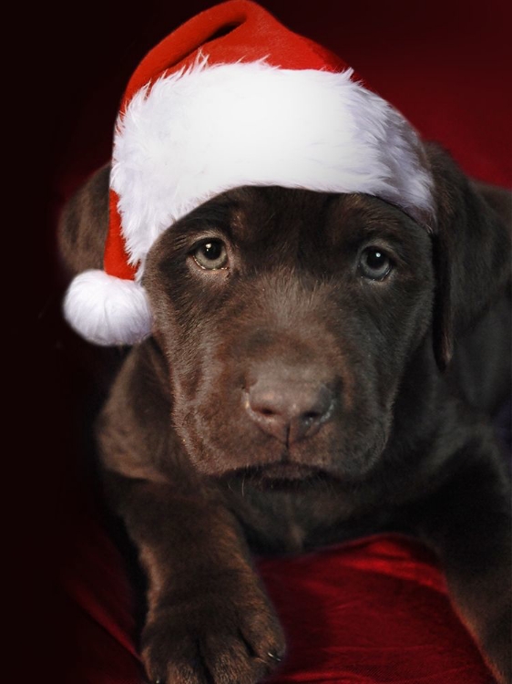 Picture of CHRISTMAS PUP 1