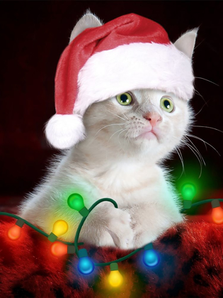 Picture of CHRISTMAS KITTEN