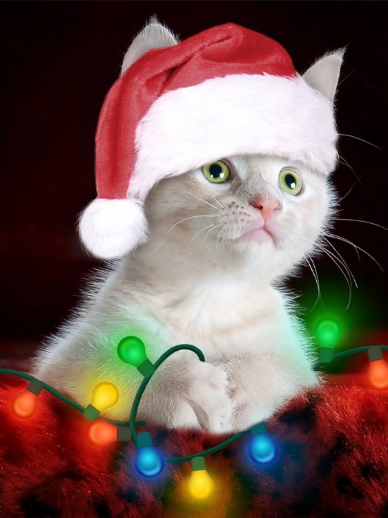 Picture of CHRISTMAS KITTEN