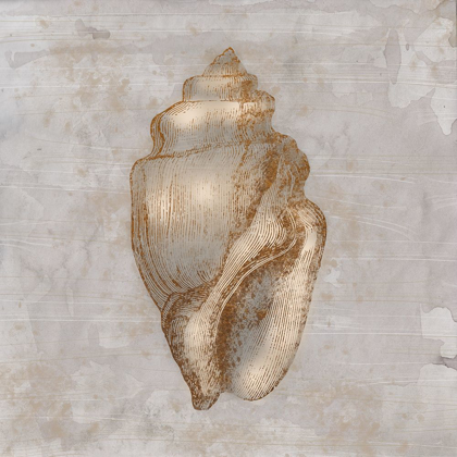 Picture of AGED SEA SHELLS 1