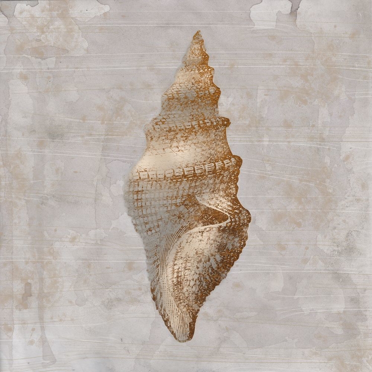 Picture of AGED SEA SHELLS 2