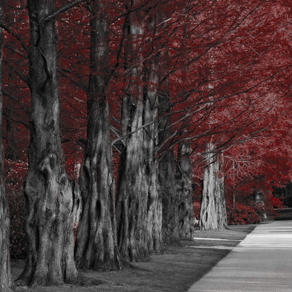 Picture of CRIMSON FOREST 1