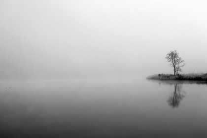 Picture of MISTY TREE