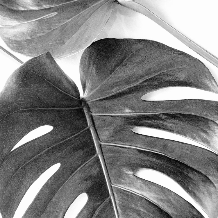 Picture of MONSTERA LEAVES