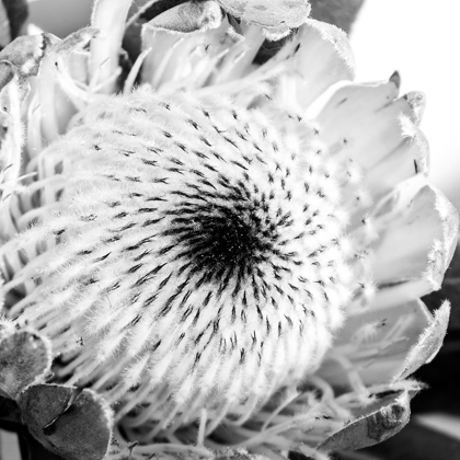 Picture of PROTEA CLOSE UP