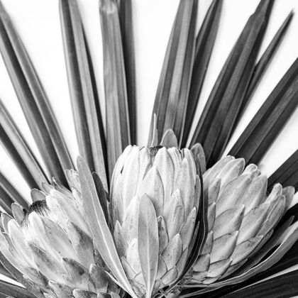 Picture of PROTEA