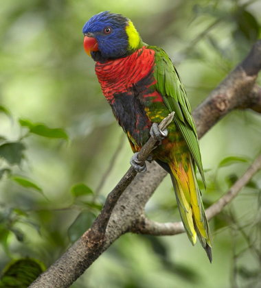 Picture of RAINBOW LORY OR GREEN NAPED LORY