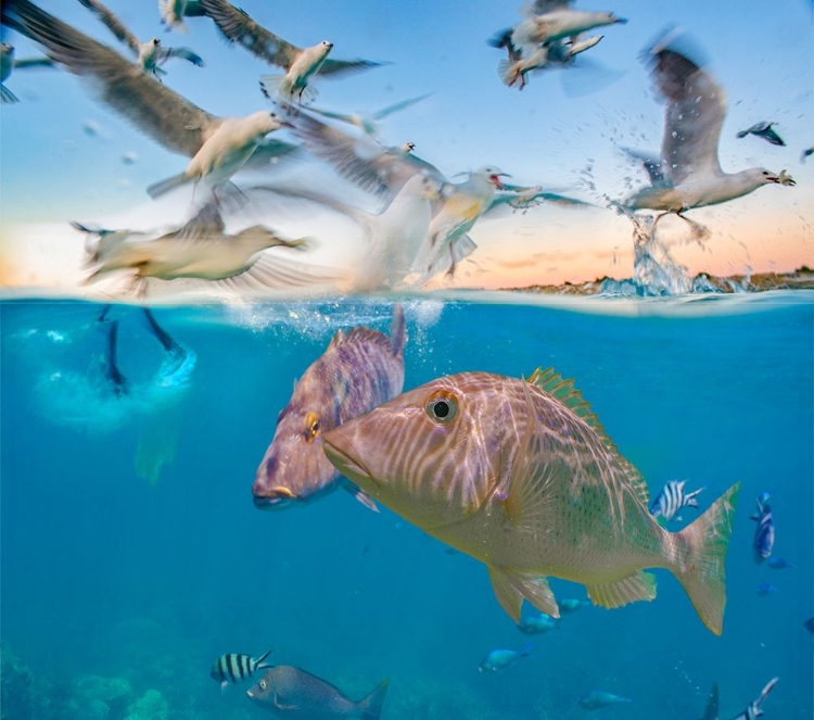 Picture of SNAPPER AND GULLS-CORAL COAST-WESTERN AUSTRALIA