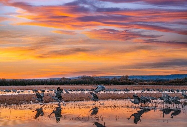 Picture of SANDHILL CRANES-BOSQUE DEL APACHE NWR NEW MEXICO