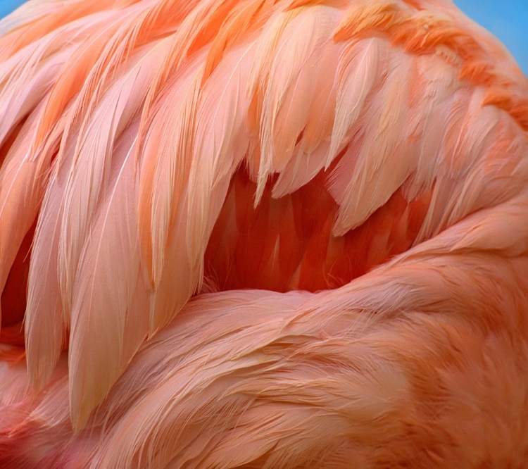 Picture of CARIBBEAN GREATER FLAMINGO