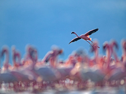 Picture of LESSER FLAMINGOS-LAKE BOGORIA-KENYA