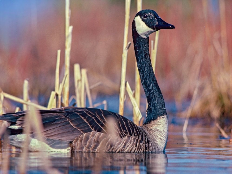 Picture of CANADA GOOSE II