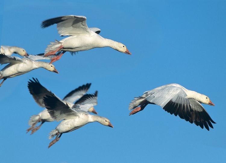 Picture of SNOW GEESE IN FLIGHT
