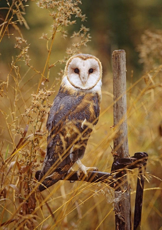 Picture of BARN OWL I