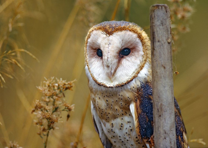 Picture of BARN OWL II