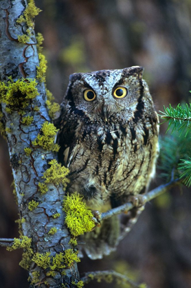 Picture of WESTERN SCREECH OWL I