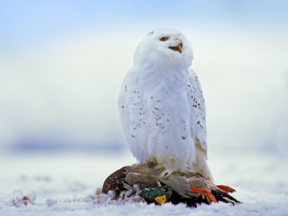 Picture of SNOWY OWL WITH MALLARD