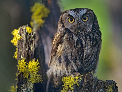 Picture of WESTERN SCREECH OWL II