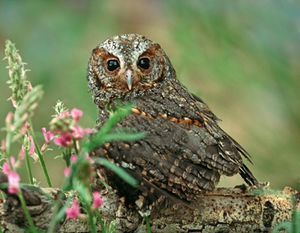 Picture of FLAMMULATED OWL I