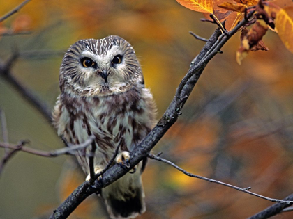 Picture of NORTHERN SAW-WHET OWL