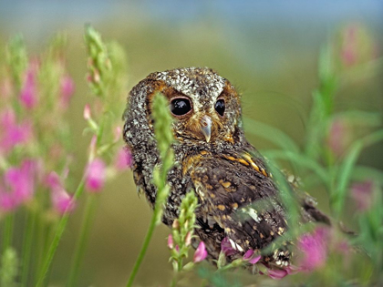 Picture of FLAMMULATED OWL II