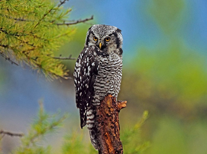 Picture of NORTHERN HAWK OWL