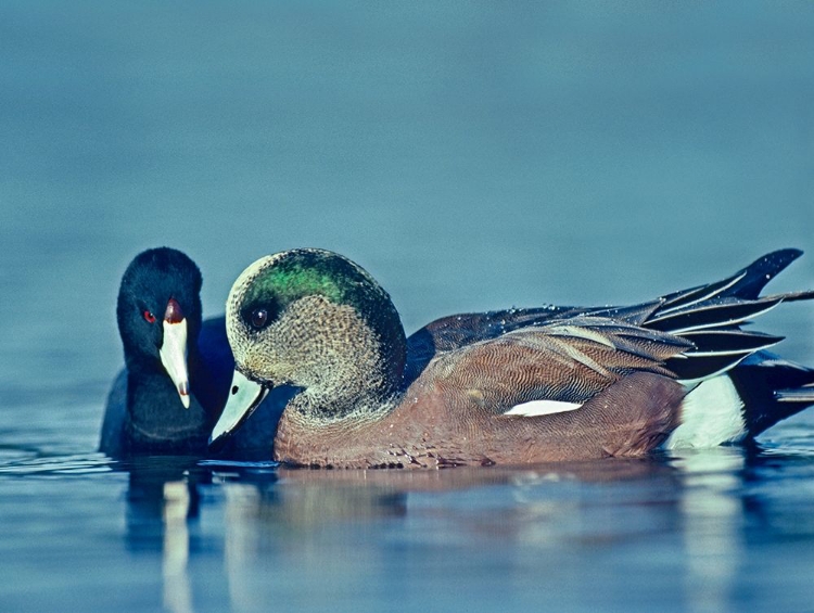 Picture of COOT HOPING TO SHARE FOOD WITH AMERICAN WIDGEON DRAKE