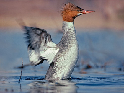 Picture of COMMON MERGANSER