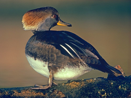 Picture of HOODED MERGANSER FEMALE